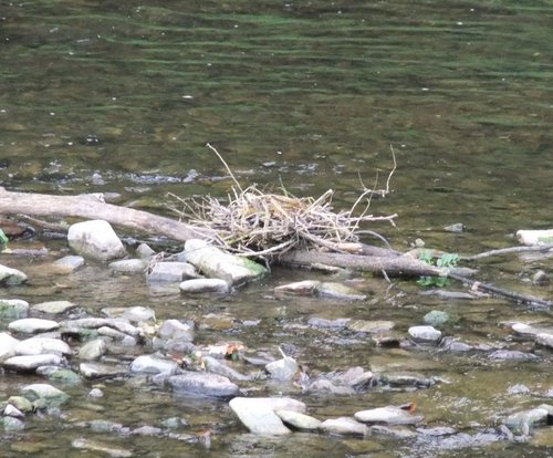 Coot nest