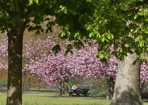 Cherry Blossom in Greenwich Park