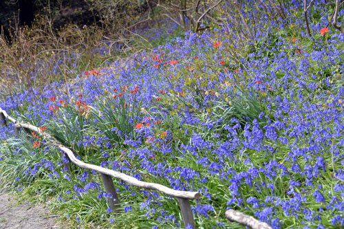 Riverhill Malayan Garden in Sevenoaks