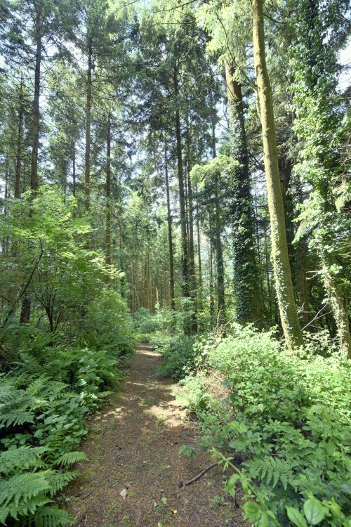 Woodland Walk near Llanishen