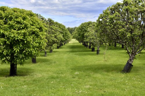 Blenheim Palace Gardens