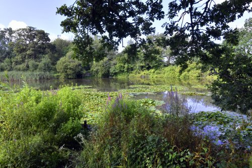 Sheepwash Pond at Hatchlands Park