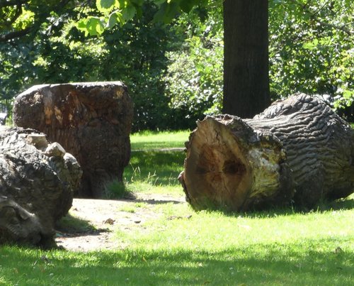 In Greenwich Park Flower Garden