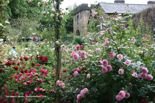 The Alnwick Garden in Alnwick