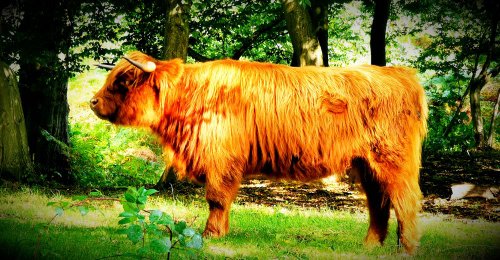 Highland Cattle Cobham Woods