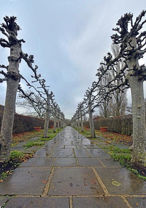 The Lime Walk. Sissinghurst Castle Garden