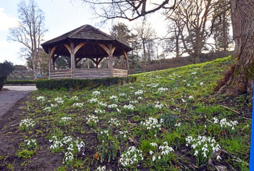 Snowdrops at Hever Castle Garden