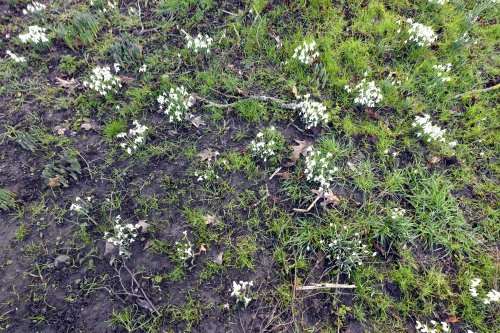 Snowdrops at Hever Castle Garden