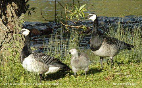 Canada Geese, Frampton on Severn, Gloucestershire