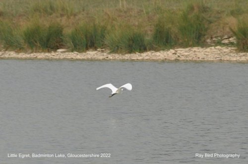 Little Egret, Badminton Lake, Gloucestershire 2022