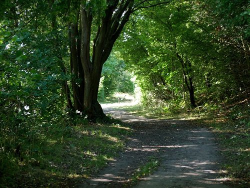 Carlton Marsh