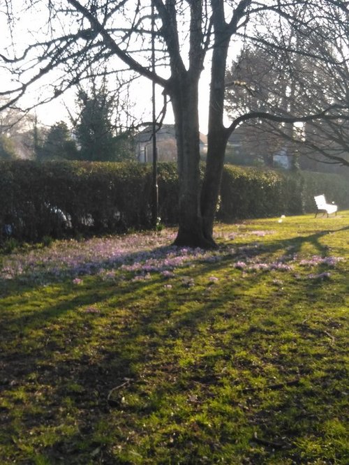 Springtime in Druitt Gardens, Christchurch