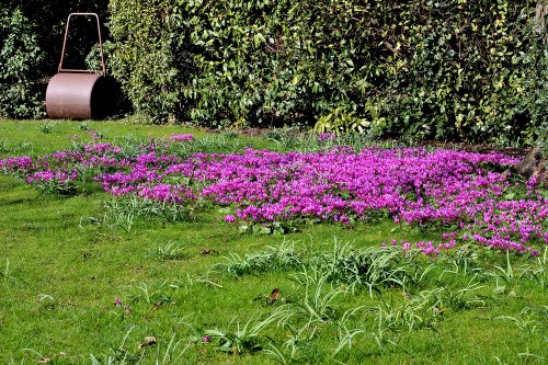 Cyclamen in the grounds of Brodsworth Hall