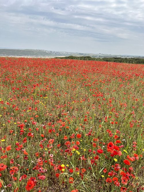 Poppies at Polly Joke  West Pentire Cornwall