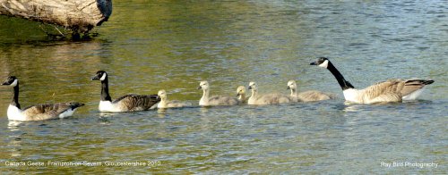 Canada Geese, Frampton on Severn, Gloucestershire