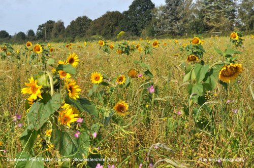 Sunflower Field, Acton Turville, Gloucestershire 2023