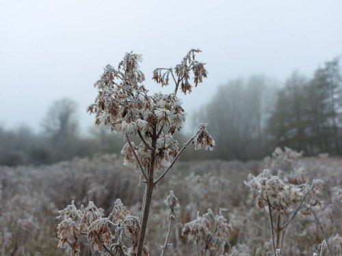 Icy misty morning