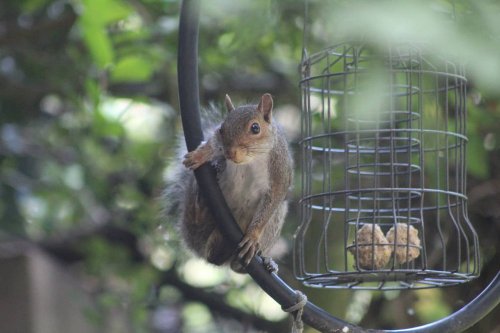 Squirrel raiding the bird feeder