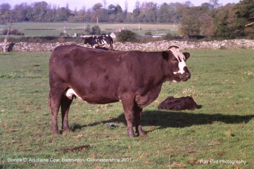 Cattle, Badminton, Gloucestershire