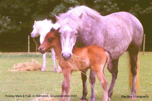 Rare Breeds, Eriskay Mare & Foal, nr Didmarton, Gloucestershire 2003