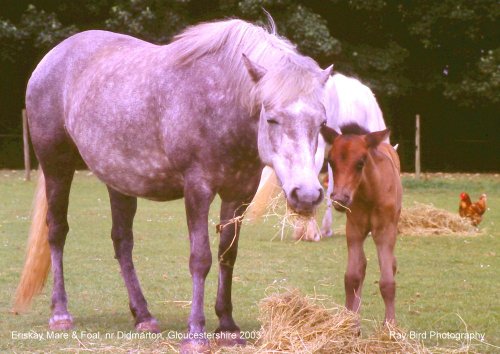Eriskay Mare & Foal, nr Didmarton, Gloucestershire
