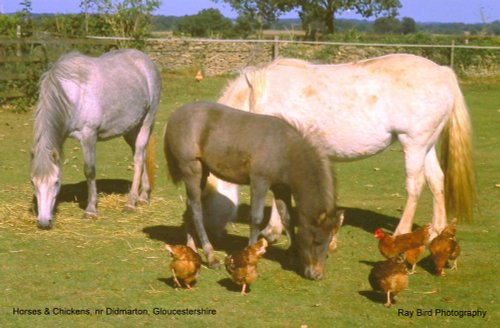 Horses & Chickens Feeding, nr Didmarton, Gloucestershire