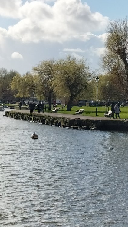 Attractive trees at Town Quay in Christchurch