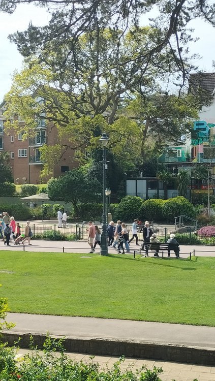 Wonderful mature tree at springtime in central Bournemouth