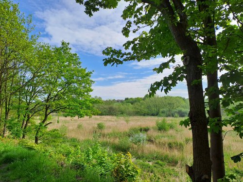 Carlton Marsh