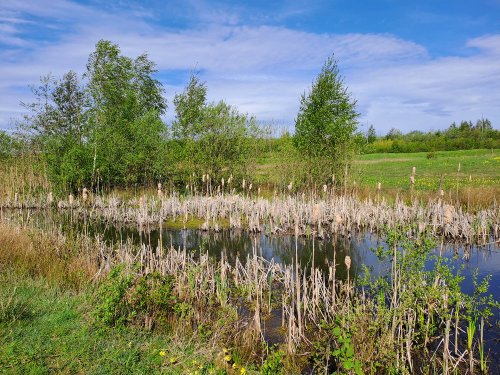 Reed Beds Old Moor