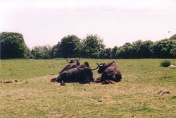 Whipsnade Wild Animal Park, Dunstable, Bedfordshire Wallpaper