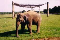 Whipsnade Wild Animal Park, Dunstable, Bedfordshire Wallpaper