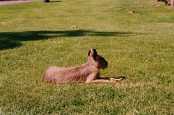 A picture of Whipsnade Wild Animal Park Wallpaper