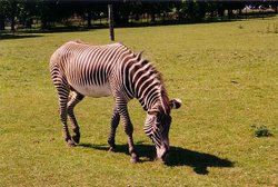 A picture of Whipsnade Wild Animal Park Wallpaper