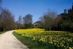 Daffodils along path at Blenheim Wallpaper