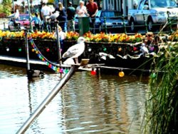 wild-life @ Dawlish. Wallpaper