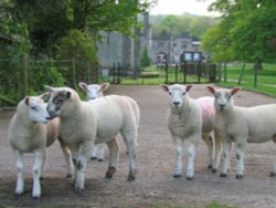 Sheep at Ilam Wallpaper