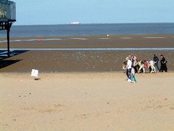 Cleethorpes beach donkeys Wallpaper