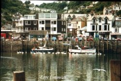 swans and gulls bedeck the scene at Looe Wallpaper