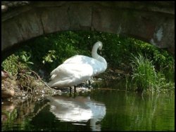 Swans taking shade neath the old bridge by the mill Wallpaper