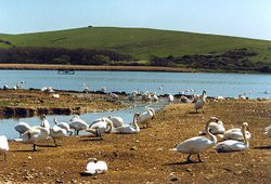 A picture of Abbotsbury Swannery Wallpaper