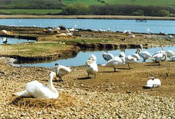 A picture of Abbotsbury Swannery Wallpaper