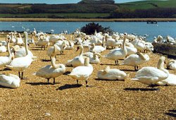 A picture of Abbotsbury Swannery Wallpaper