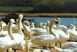 A picture of Abbotsbury Swannery Wallpaper