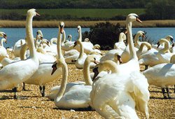 A picture of Abbotsbury Swannery Wallpaper