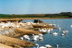 A picture of Abbotsbury Swannery Wallpaper