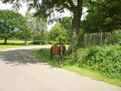 Horses grazing near Brockenhurst Wallpaper