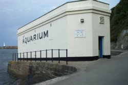 The Aquarium on Mevagissey Harbour Wallpaper