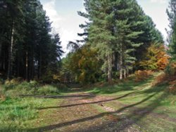 Cannock Chase, Staffordshire Wallpaper