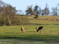 Deer in Calke Park - December 2004 Wallpaper